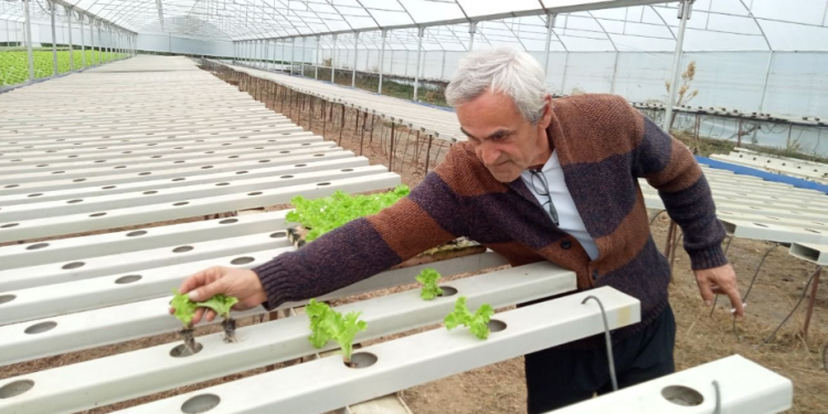 Topraksız tarım uygulaması meyvelerini vermeye başladı