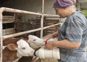Çiğ sütte destekleme prim tutarı artırıldı