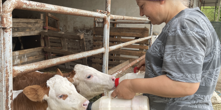 Çiğ sütte destekleme prim tutarı artırıldı