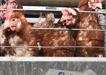 Tavuklarda büyüme kafesi kullanımında süre uzadı