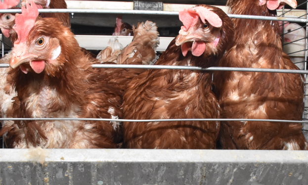 Tavuklarda büyüme kafesi kullanımında süre uzadı