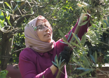 Zeytinde yüksek rekolte için kollar sıvandı