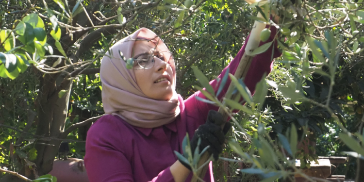 Zeytinde yüksek rekolte için kollar sıvandı