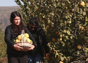 Rekolte artışıyla birlikte ihracat artışı bekleniyor