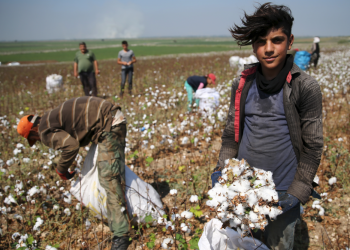 Pamuk üretiminde çiftçi desteklerle büyüyor