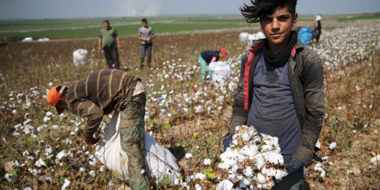 Pamuk üretiminde çiftçi desteklerle büyüyor