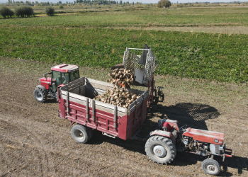 Pancarda dönüm başı 8 ton ürün alınıyor