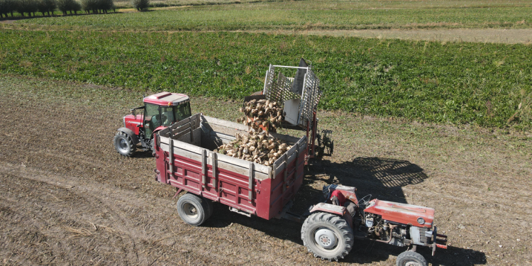 Pancarda dönüm başı 8 ton ürün alınıyor