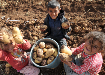 Patates siğiline karşı destek ödemesi artırıldı