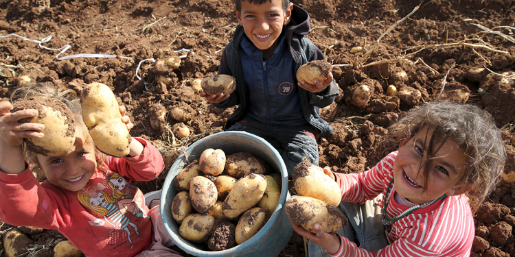 Patates siğiline karşı destek ödemesi artırıldı