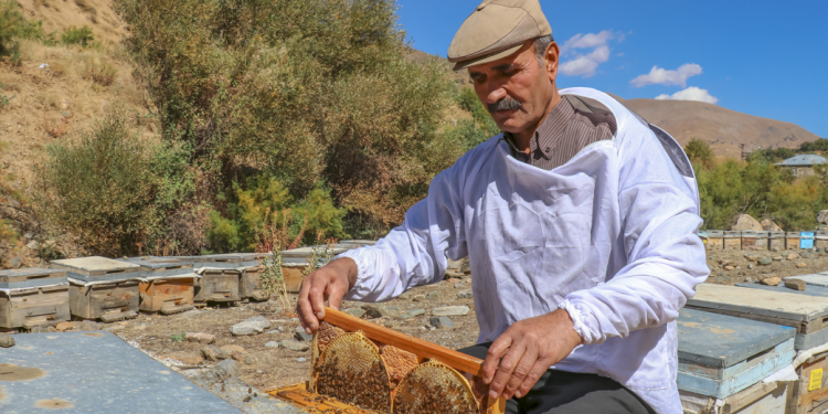 Bal ormanı kanalıyla üretimde “ballı” artış