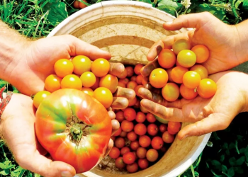 Bitkisel üretimde destek esasları belirlendi