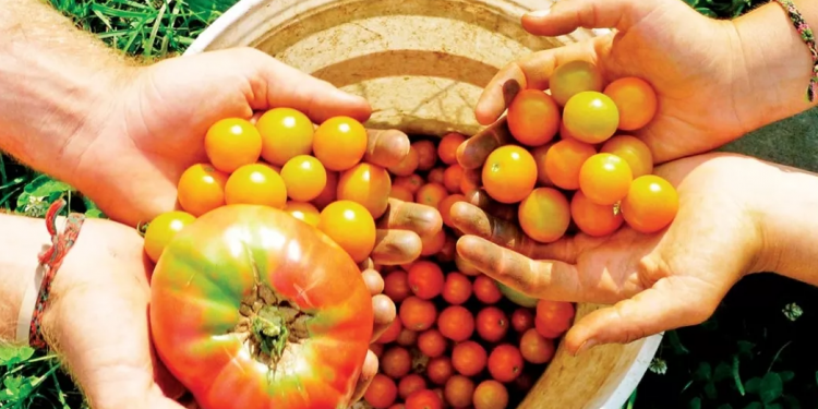 Bitkisel üretimde destek esasları belirlendi