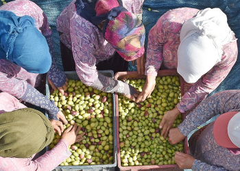 Marmara’da zeytin hasadı üreticiyi umutlandırdı