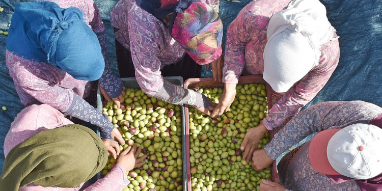 Marmara’da zeytin hasadı üreticiyi umutlandırdı