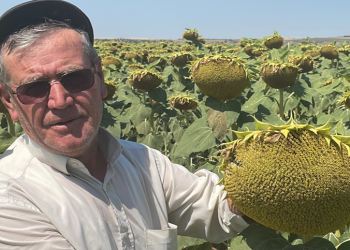 Üretim çeşitliliği arttı ayçiçeği verim yükseltti