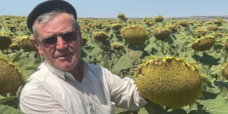 Üretim çeşitliliği arttı ayçiçeği verim yükseltti