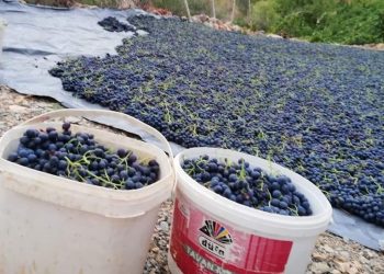 Ege’de tarım ihracatı 6,6 milyar dolara yükseldi