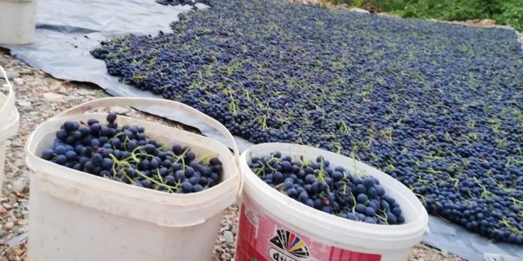 Ege’de tarım ihracatı 6,6 milyar dolara yükseldi