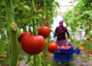 Ankaralılar 2022’de en çok domates ve karpuz tüketti