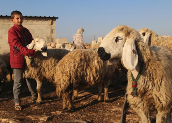 Suruç koyunu tescili için adımlar atılıyor
