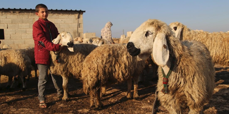 Suruç koyunu tescili için adımlar atılıyor