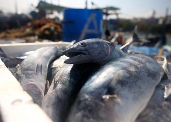 İstanbullular en çok hangi balığı tüketti?