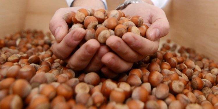 Fındık ihracatında yükü Trabzon sırtladı