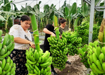 Muz üretiminin artışı için kollar sıvanmalı