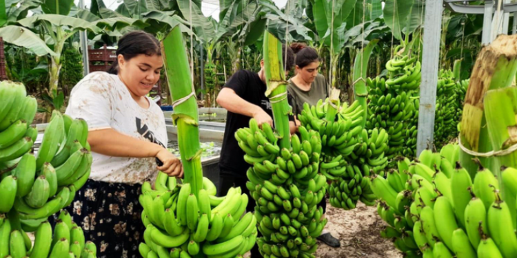 Muz üretiminin artışı için kollar sıvanmalı
