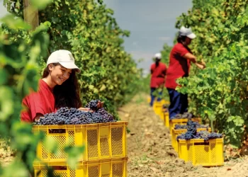 Üzüm bağlarında hasat mevsim dinlemiyor