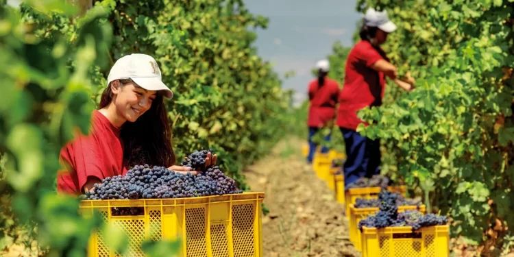 Üzüm bağlarında hasat mevsim dinlemiyor