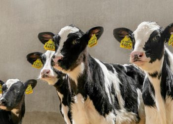 Depremden etkilenen çiftçiler devletten ne bekliyor?