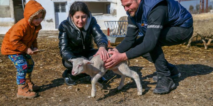 Hayvancılıkta depremzedelere “telafi desteği” geliyor