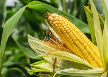 Gıda krizine karşı darı üretimi çözümü