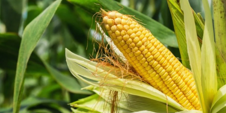 Gıda krizine karşı darı üretimi çözümü