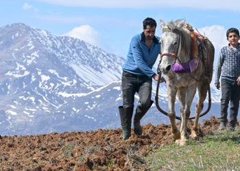 Depremzede çiftçiler tütün ekimine başladı