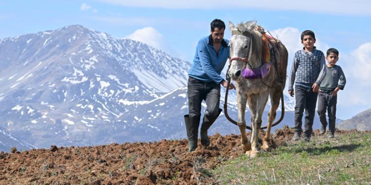 Depremzede çiftçiler tütün ekimine başladı