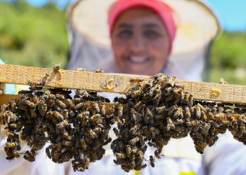 Kadın arı üreticilerine hibe kovan dağıtıldı
