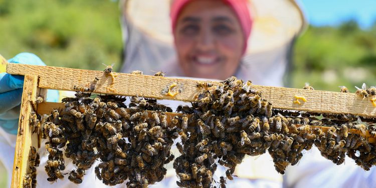 Kadın arı üreticilerine hibe kovan dağıtıldı