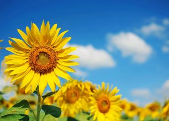 Yerli ayçiçeği tohumunun kullanımı yaygınlaştırılacak