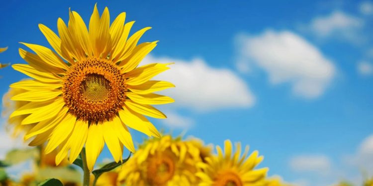 Yerli ayçiçeği tohumunun kullanımı yaygınlaştırılacak