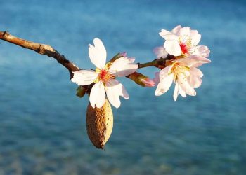 Datça çağla bademi ihracata kapı açtı