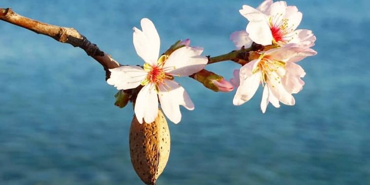 Datça çağla bademi ihracata kapı açtı