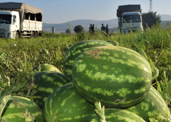 Erkenci karpuzlar raflarda yerini almaya başladı