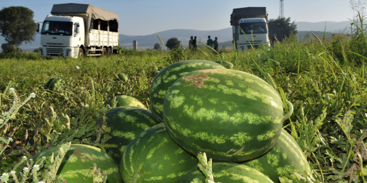 Erkenci karpuzlar raflarda yerini almaya başladı