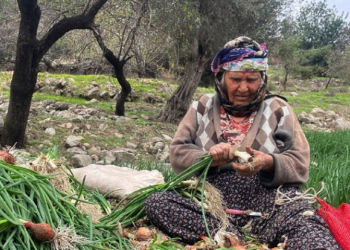 Soğan fiyatları hasatla birlikte gerileyecek