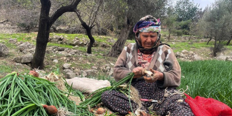 Soğan fiyatları hasatla birlikte gerileyecek