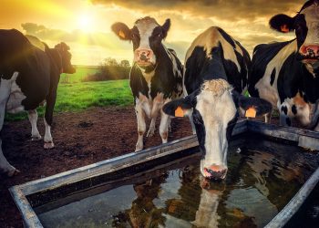 Besiciliği artıracak adımlar atılmaya devam ediyor