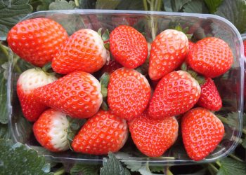 Başlayan çilek hasadı depremzedenin de umudu